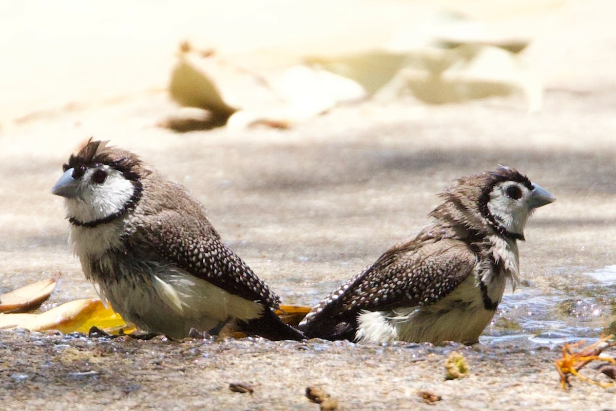 Double-barred Finch - ML646773743