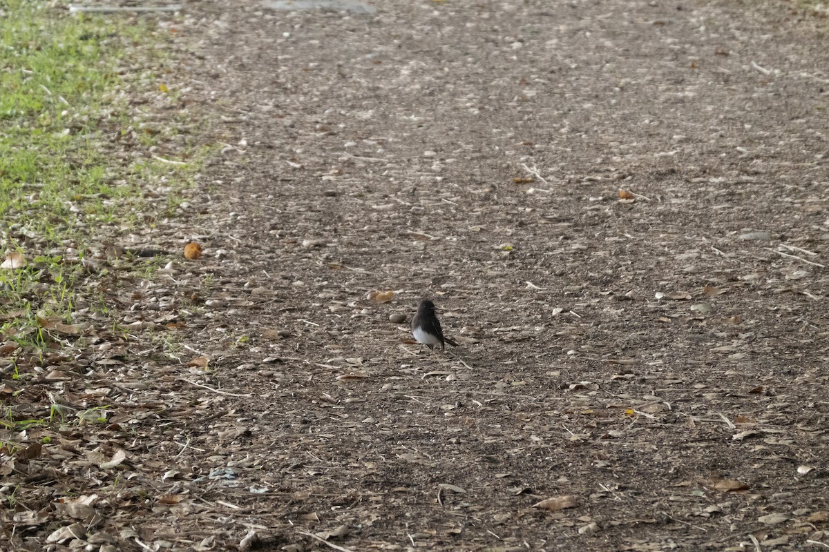 Black Phoebe - ML646773744