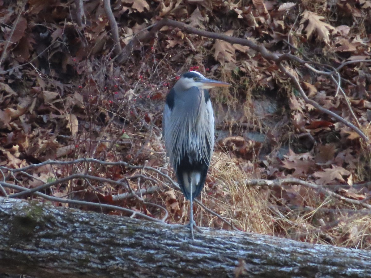 Great Blue Heron - ML646773745