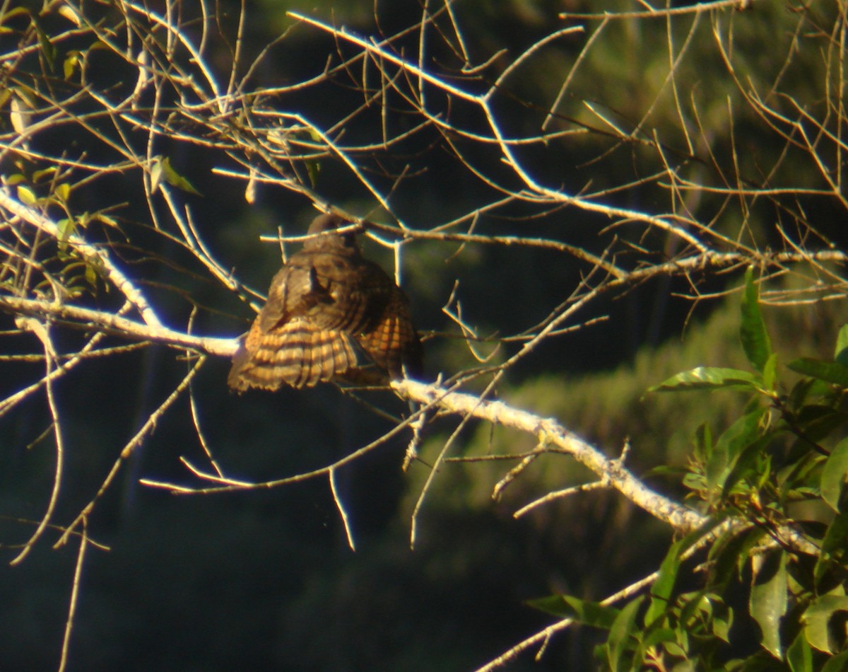 Roadside Hawk - ML646773746