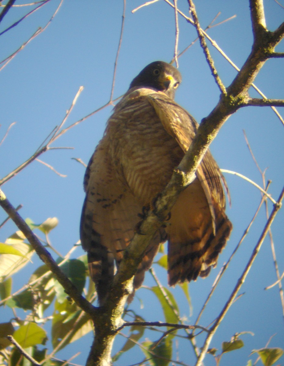 Roadside Hawk - ML646773747