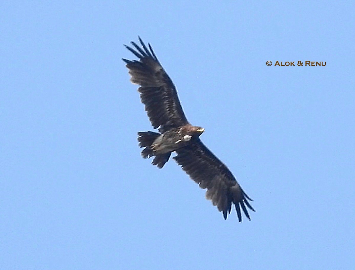 Schelladler - ML646773748