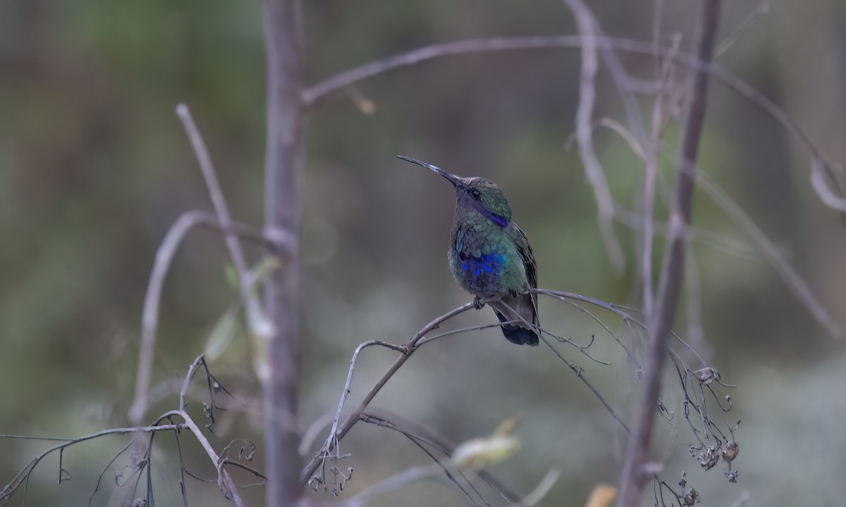 fiolørekolibri - ML646773756
