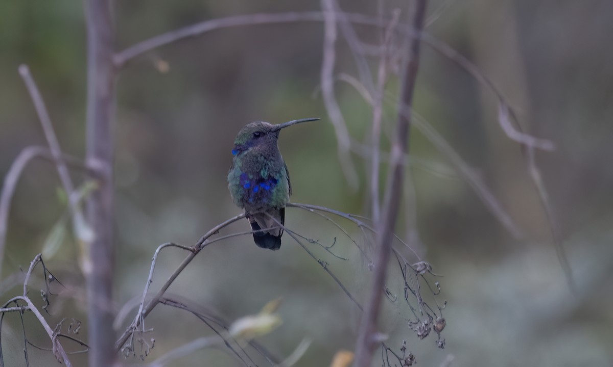 fiolørekolibri - ML646773757
