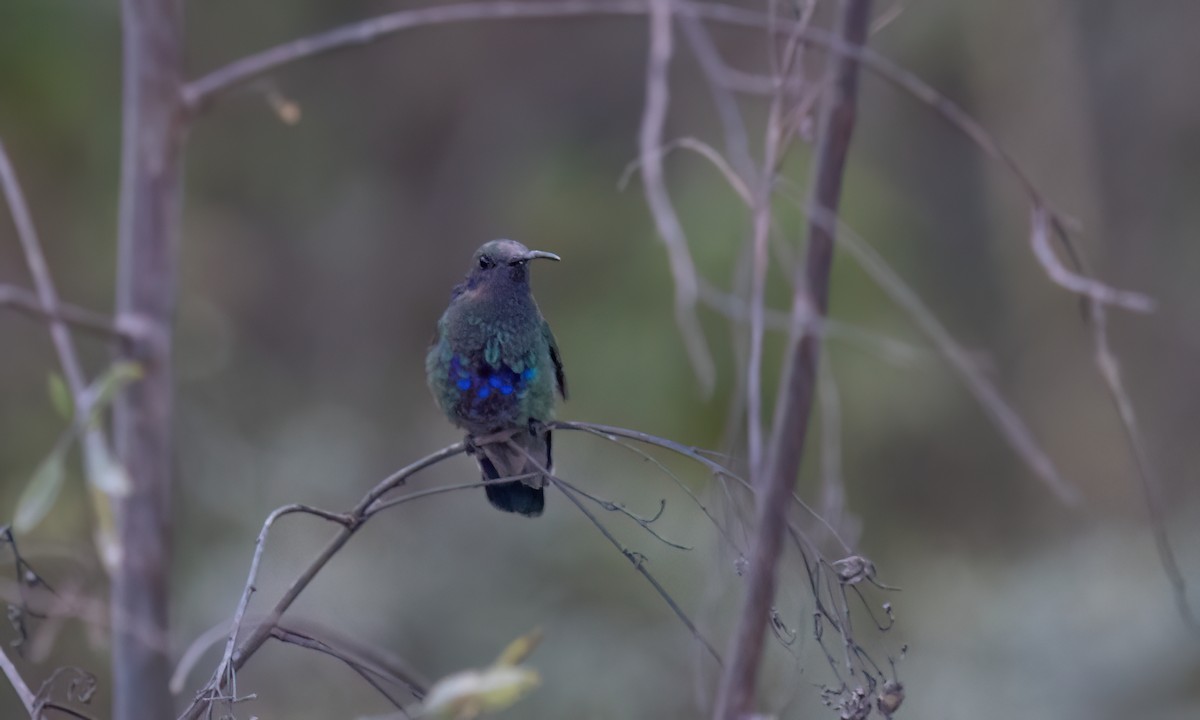 fiolørekolibri - ML646773758