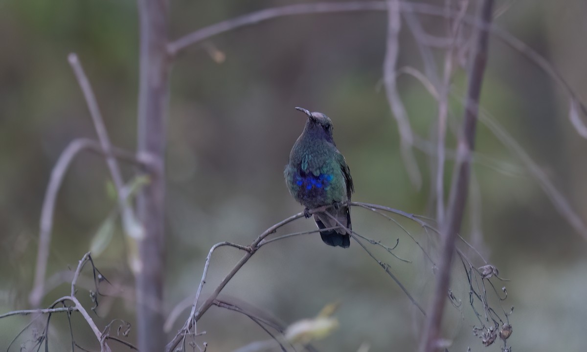 fiolørekolibri - ML646773759