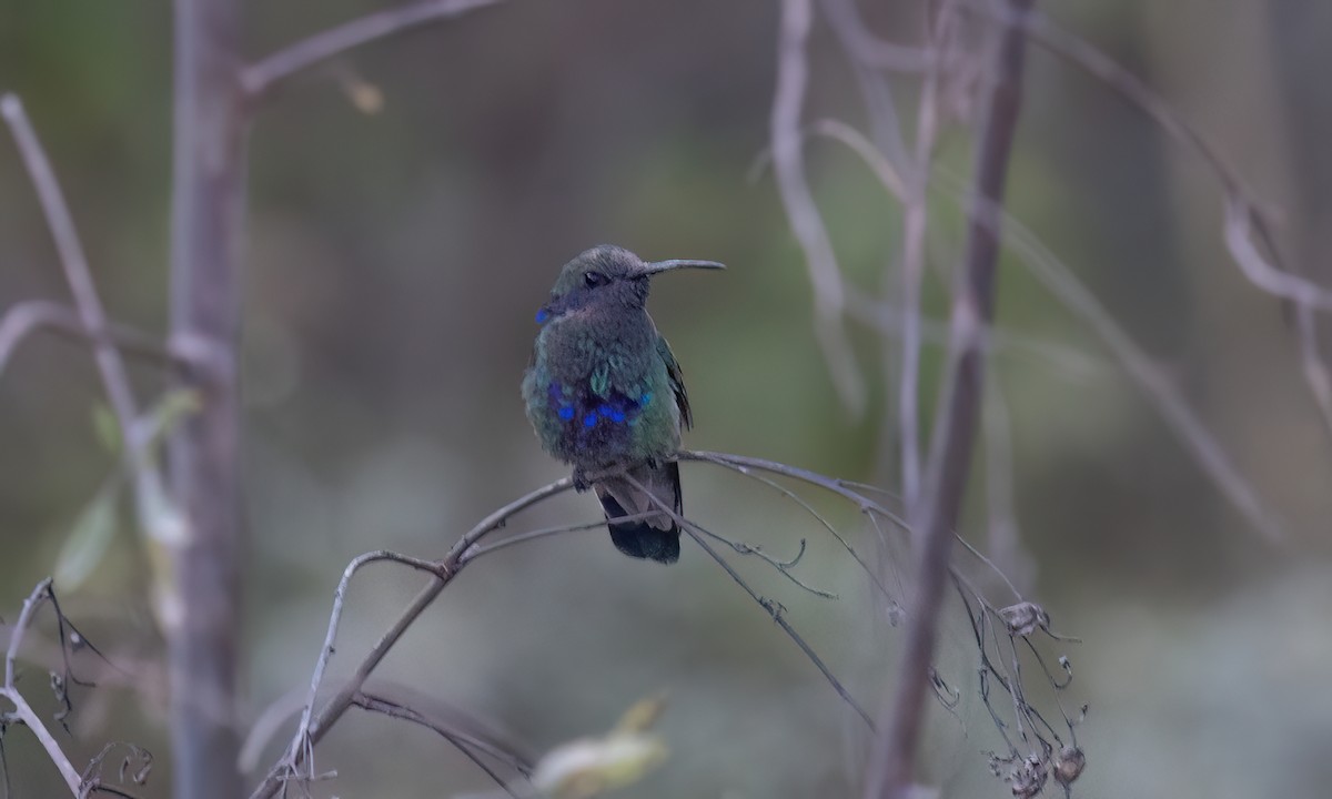 fiolørekolibri - ML646773760