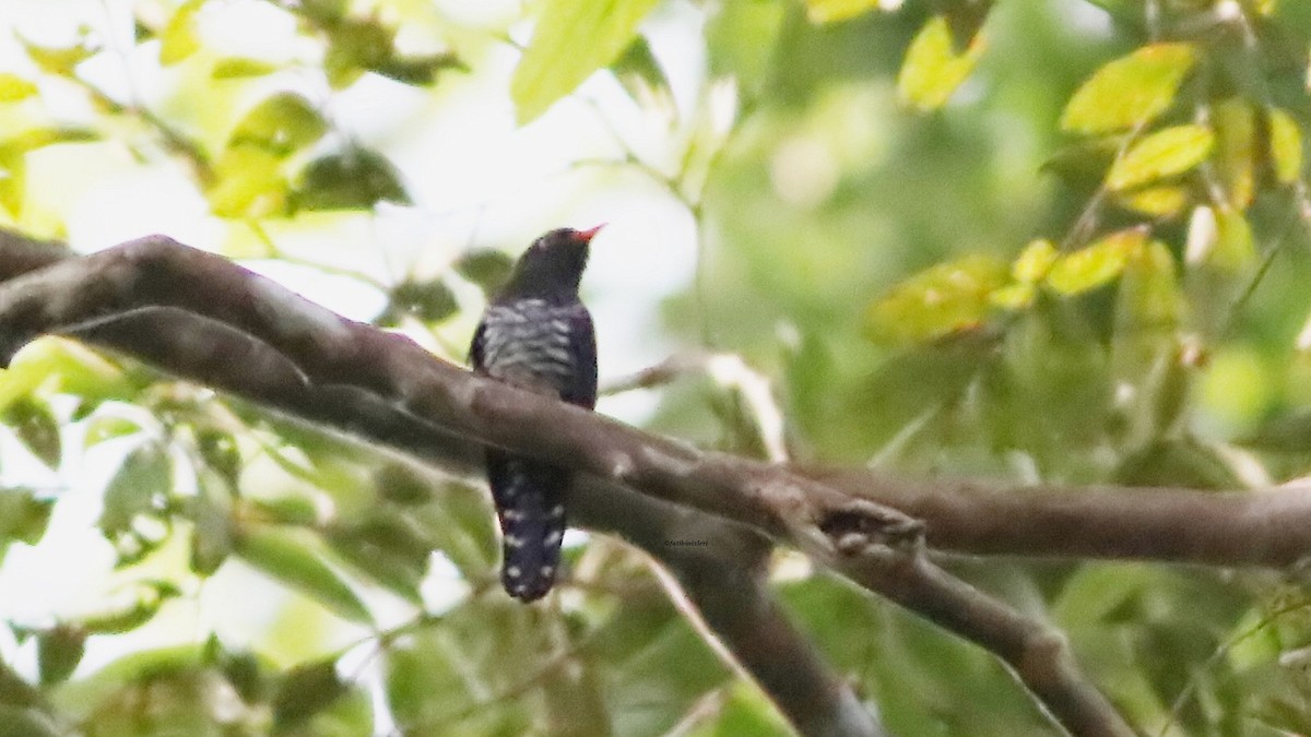 Violet Cuckoo - ML646773761