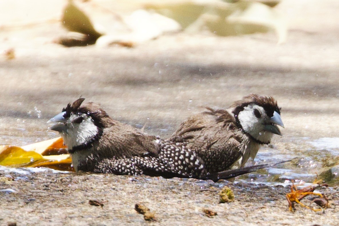 Baykuş İspinozu - ML646773772