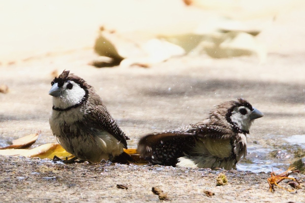 Baykuş İspinozu - ML646773773