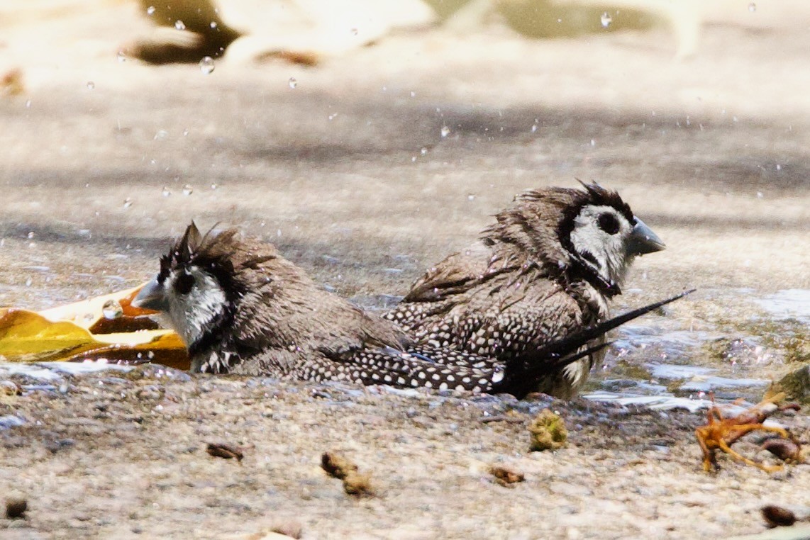 Baykuş İspinozu - ML646773774