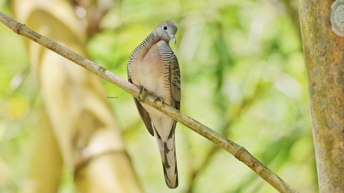Zebra Dove - ML646773794