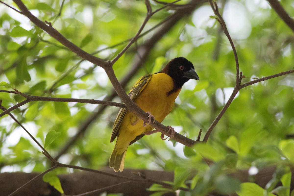 Dorfweber - ML646773795