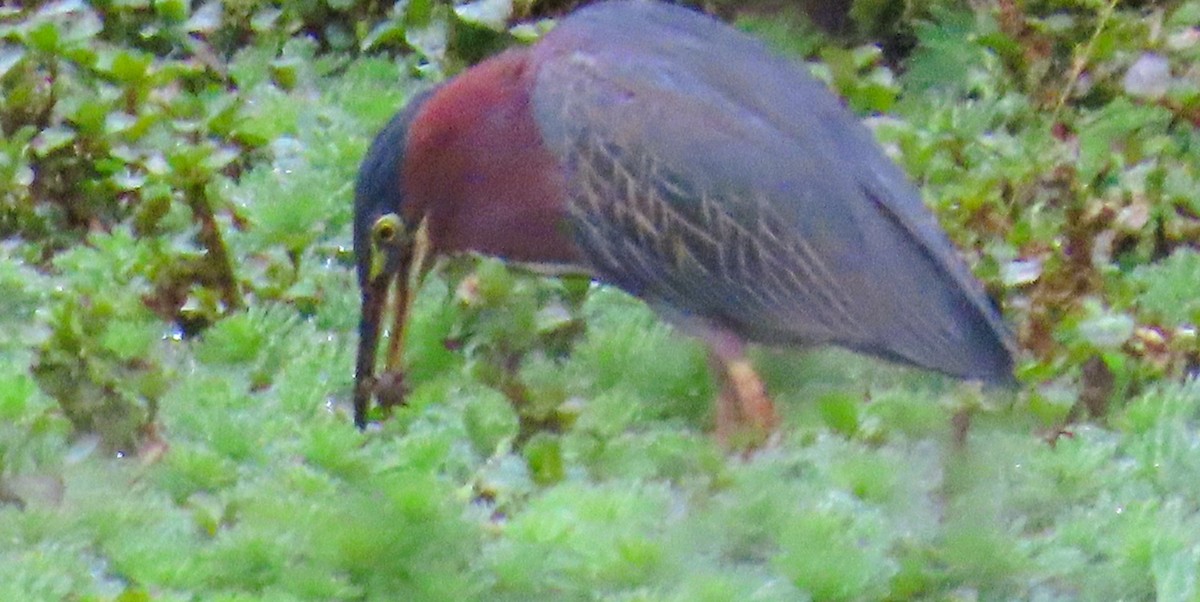 Green Heron - ML646773798