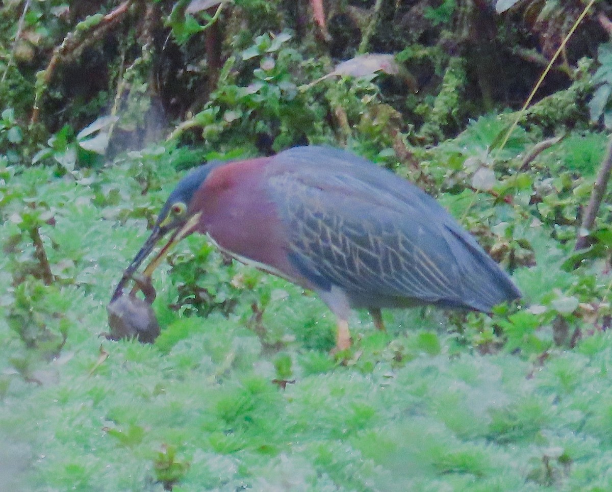Green Heron - ML646773799