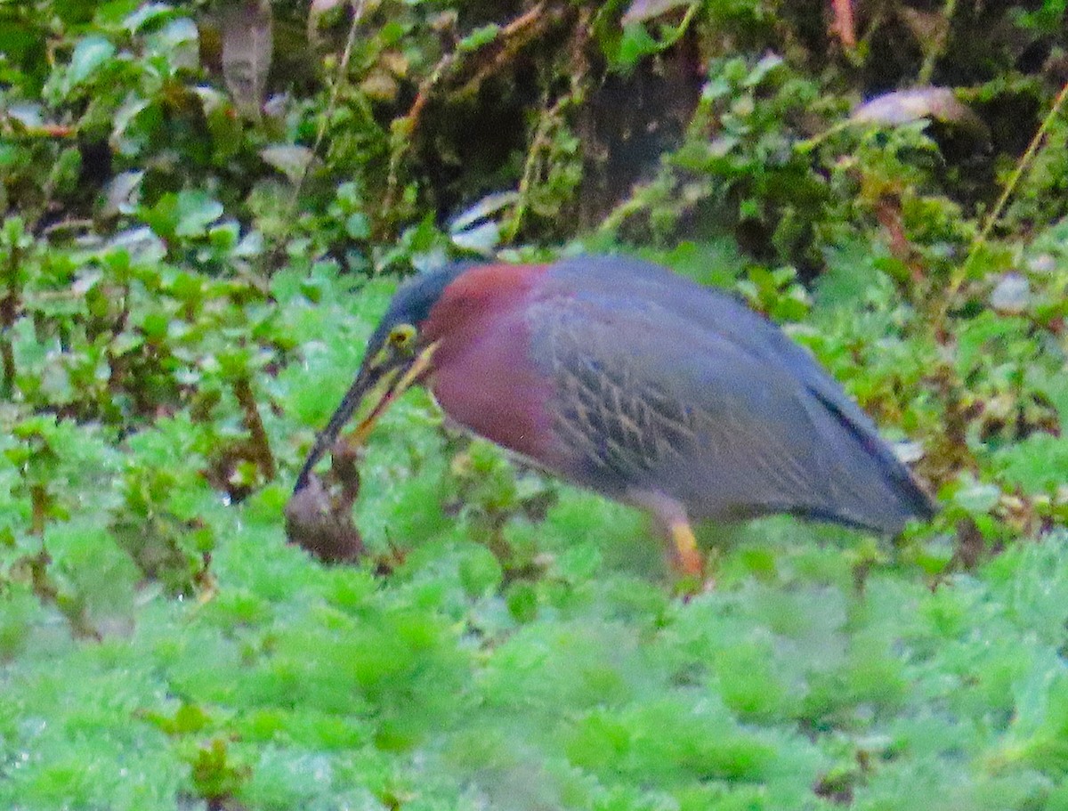 Green Heron - ML646773800