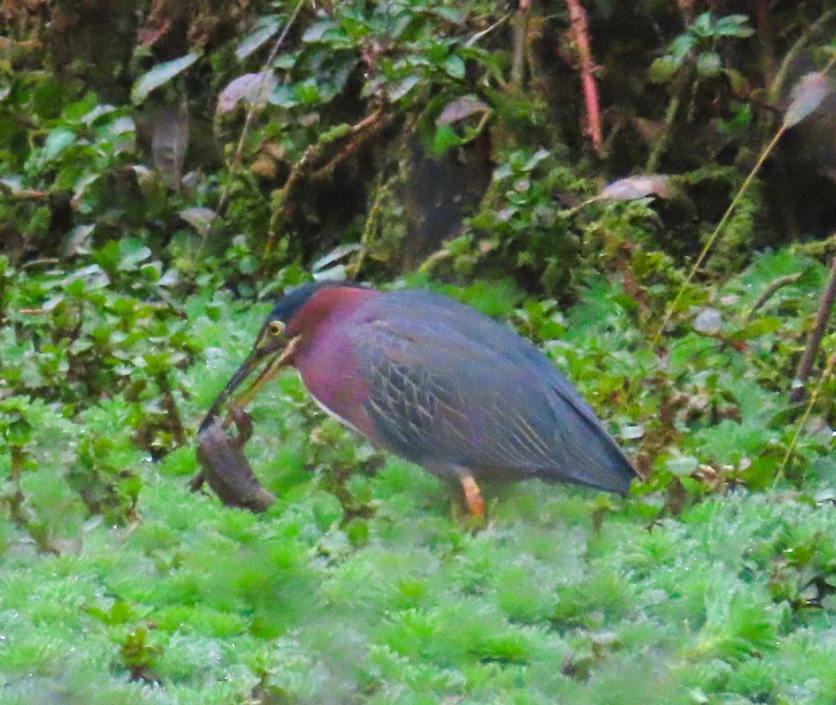Green Heron - ML646773801
