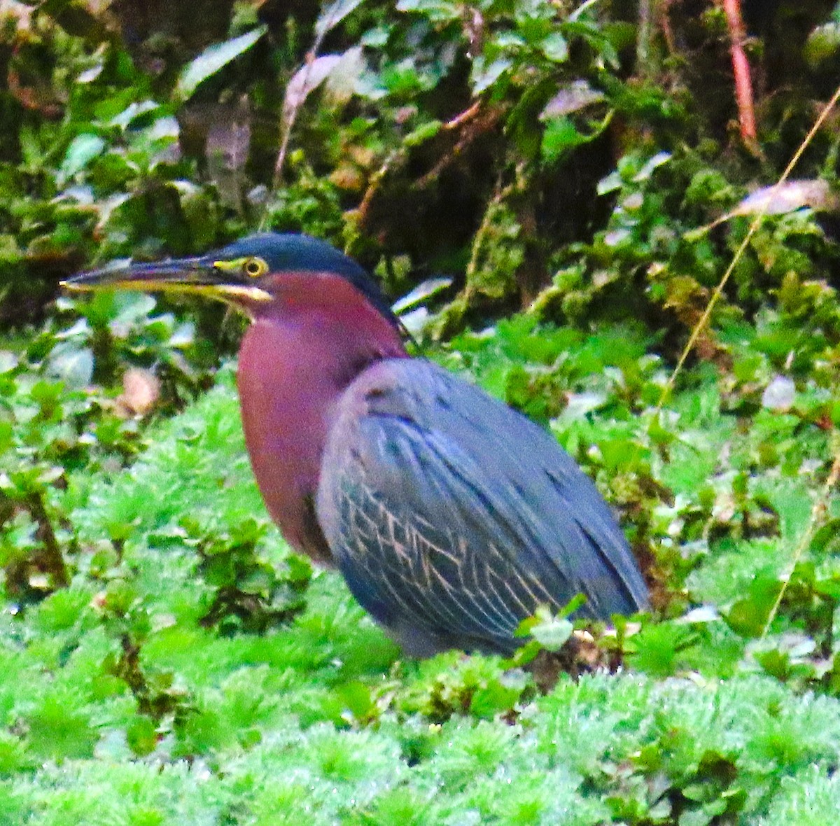 Green Heron - ML646773802