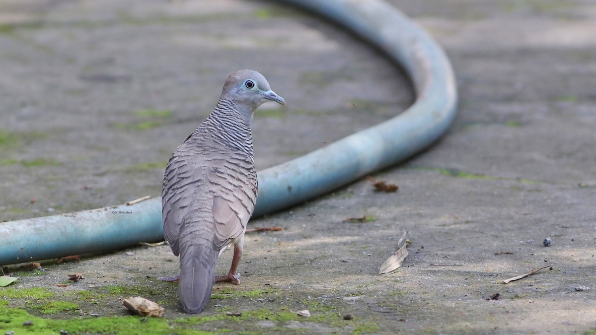 Zebra Dove - ML646773803