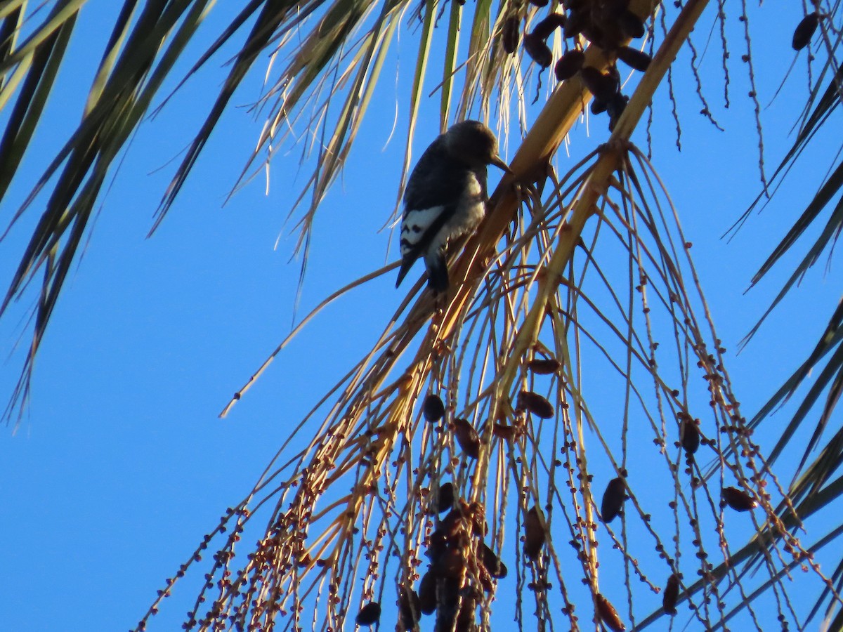 Гіла червоноголова - ML646773805