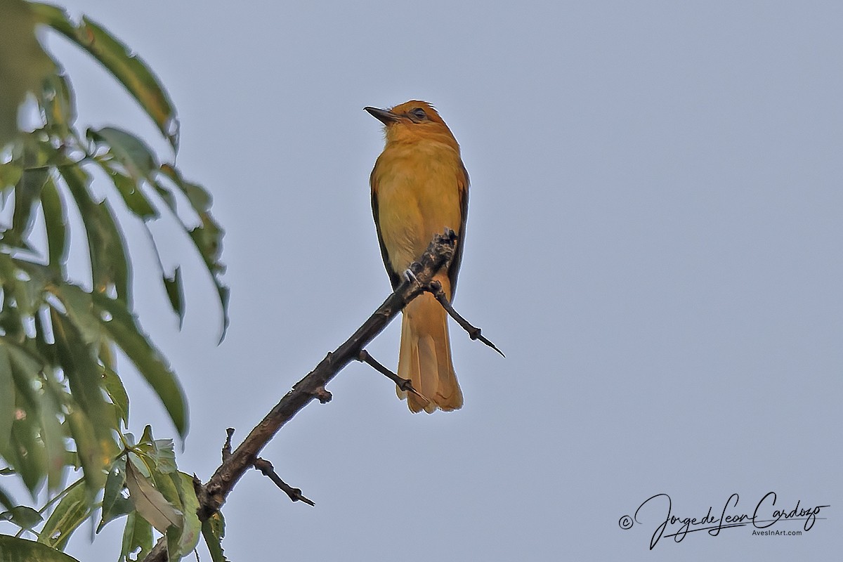 Cinnamon Attila - ML646773807