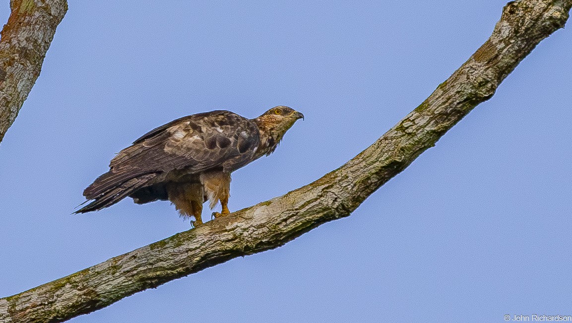 orientvepsevåk - ML646773809