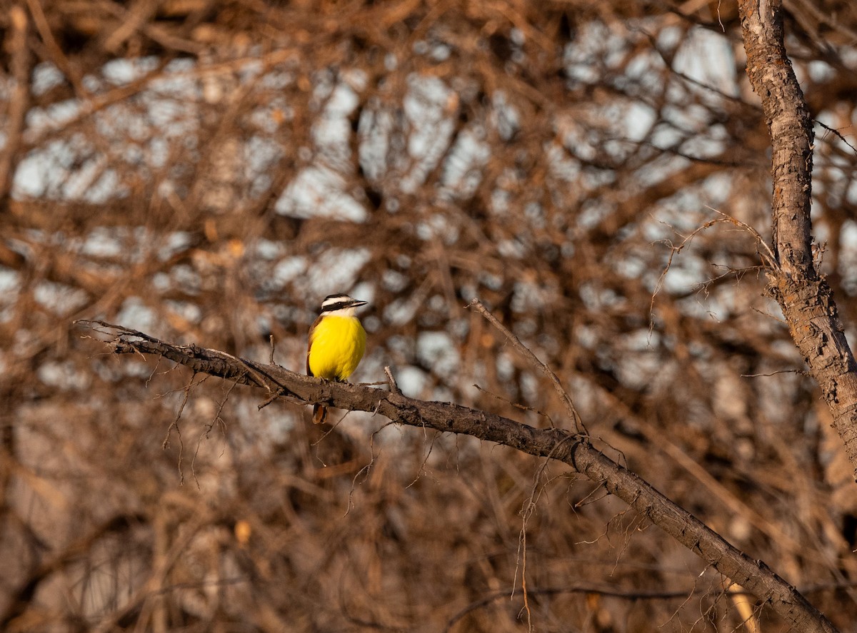 Great Kiskadee - ML646773811