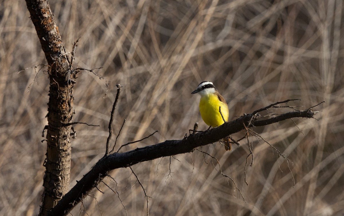 Great Kiskadee - ML646773812