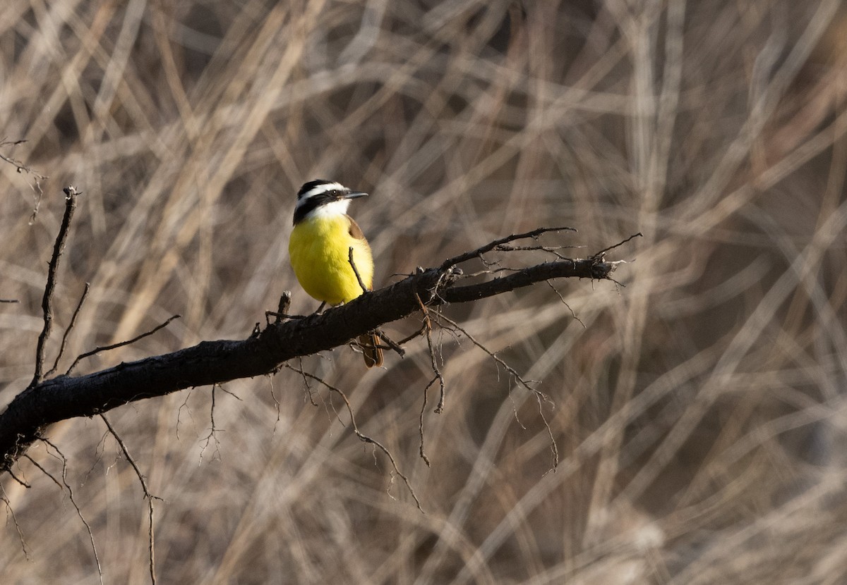 Great Kiskadee - ML646773813