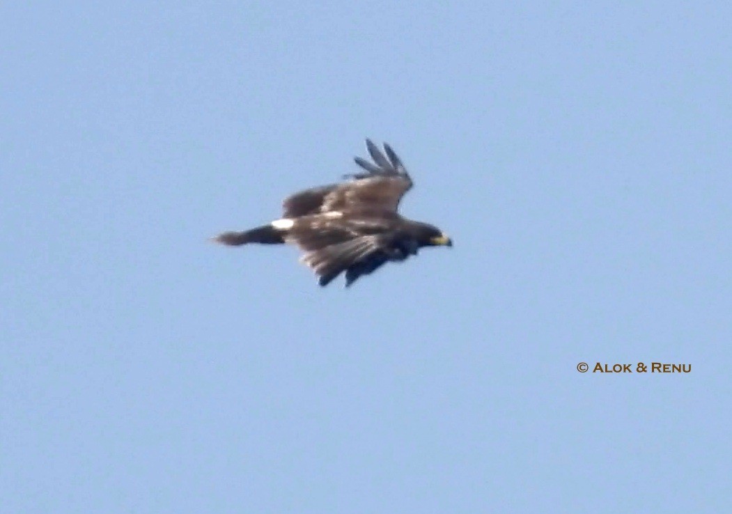 Schelladler - ML646773814