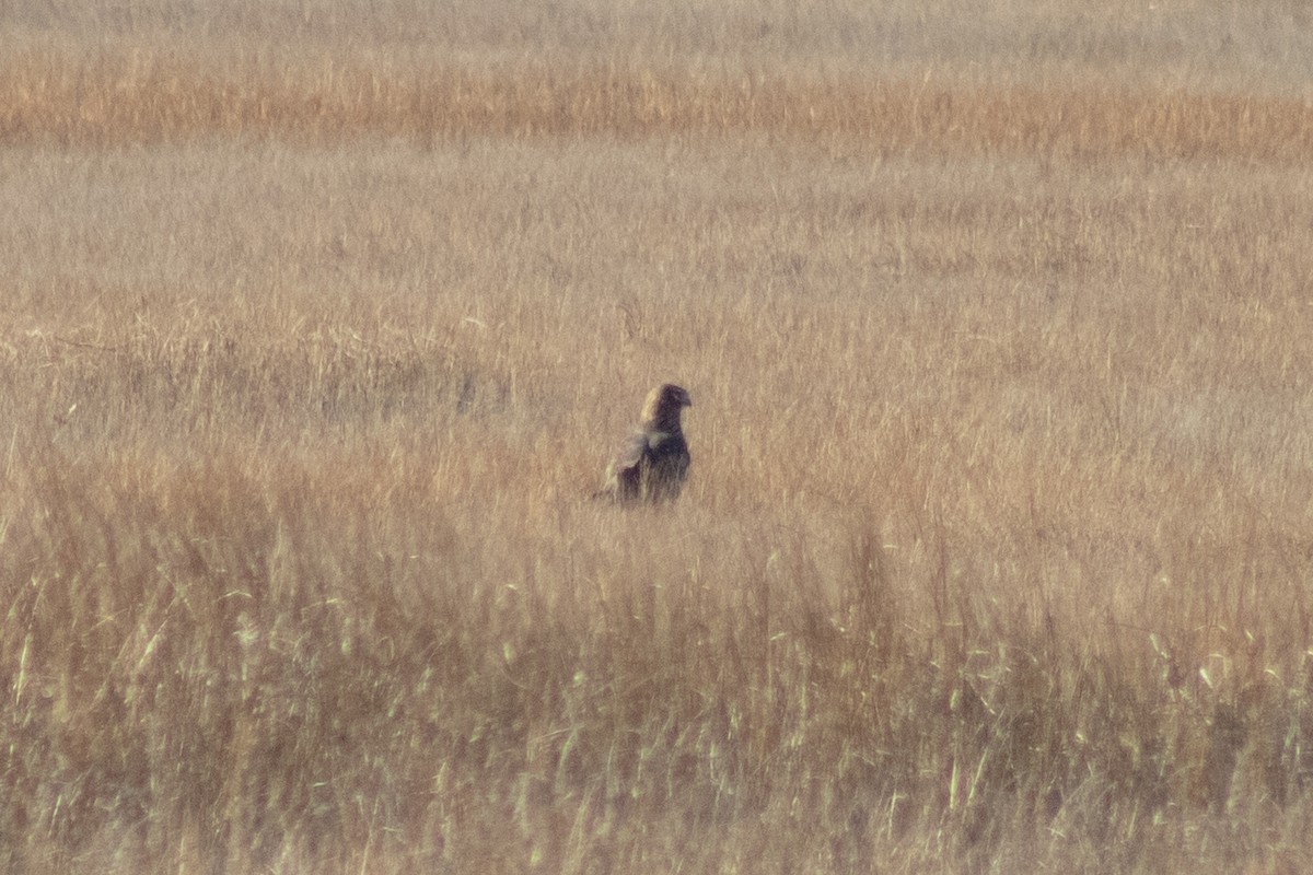 アメリカハイイロチュウヒ - ML646773822