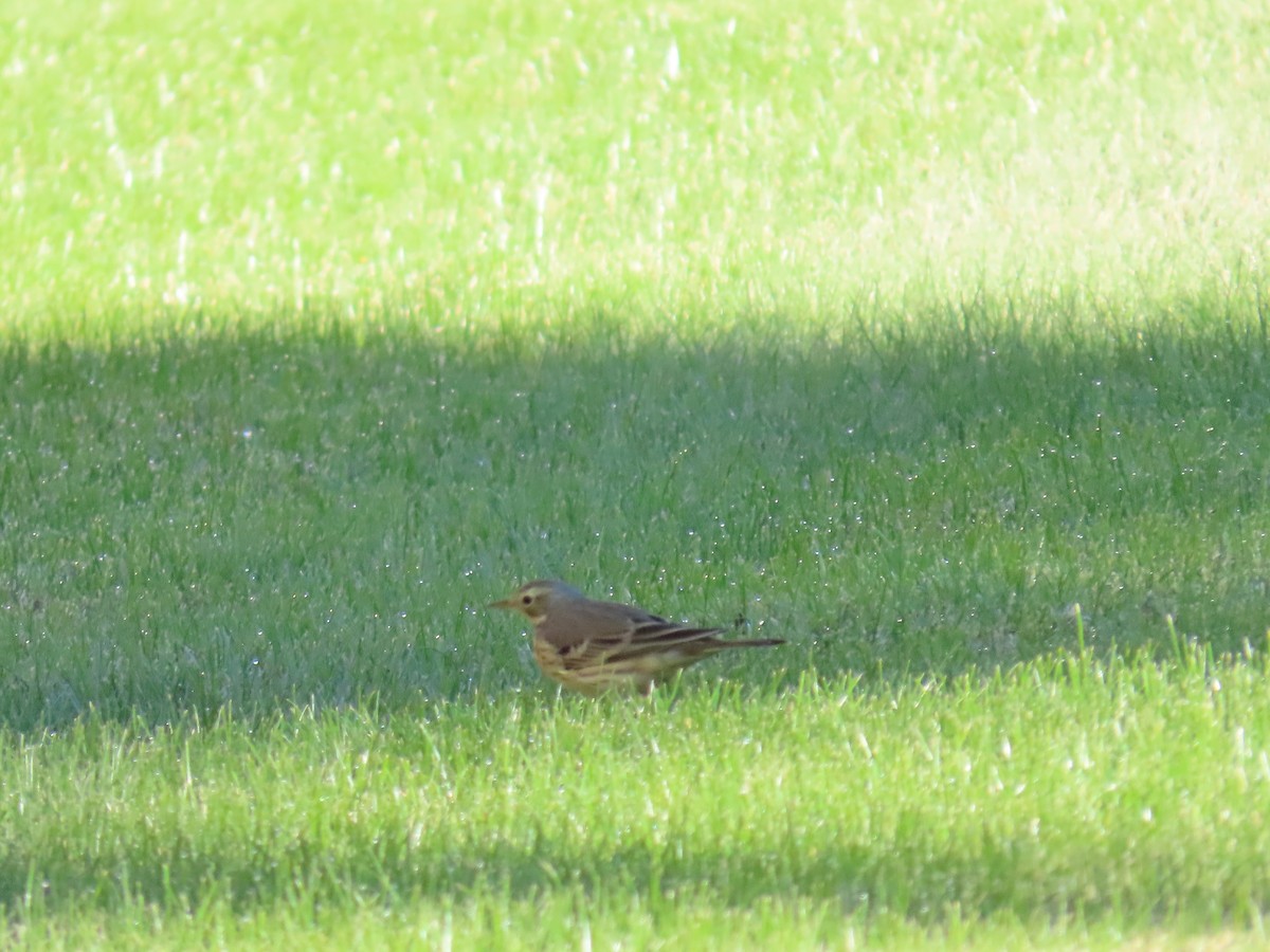 Американский конёк - ML646773825