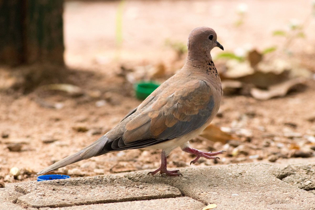 Palmtaube - ML646773833