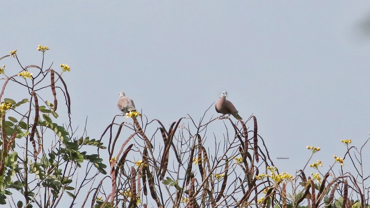 תור צווארון אדום - ML646773834
