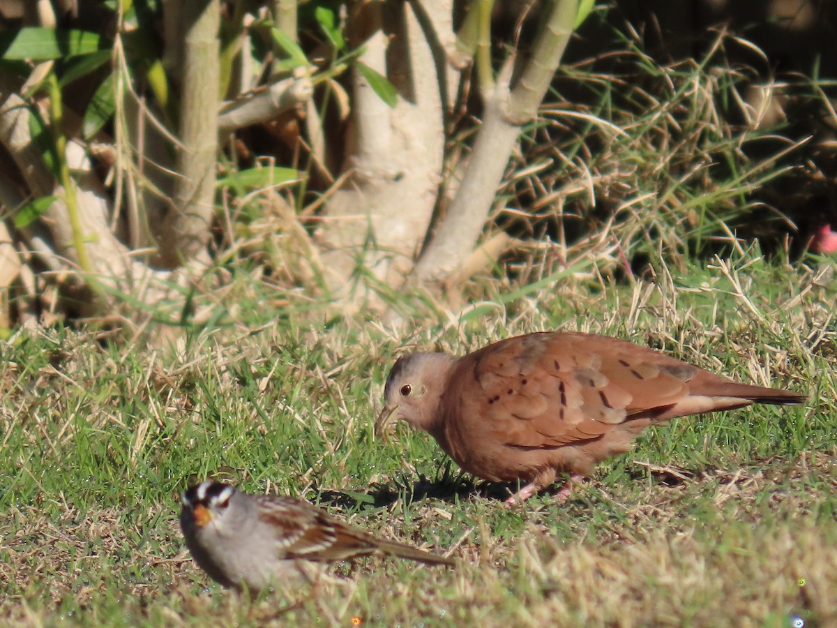 Талпакоті коричневий - ML646773836