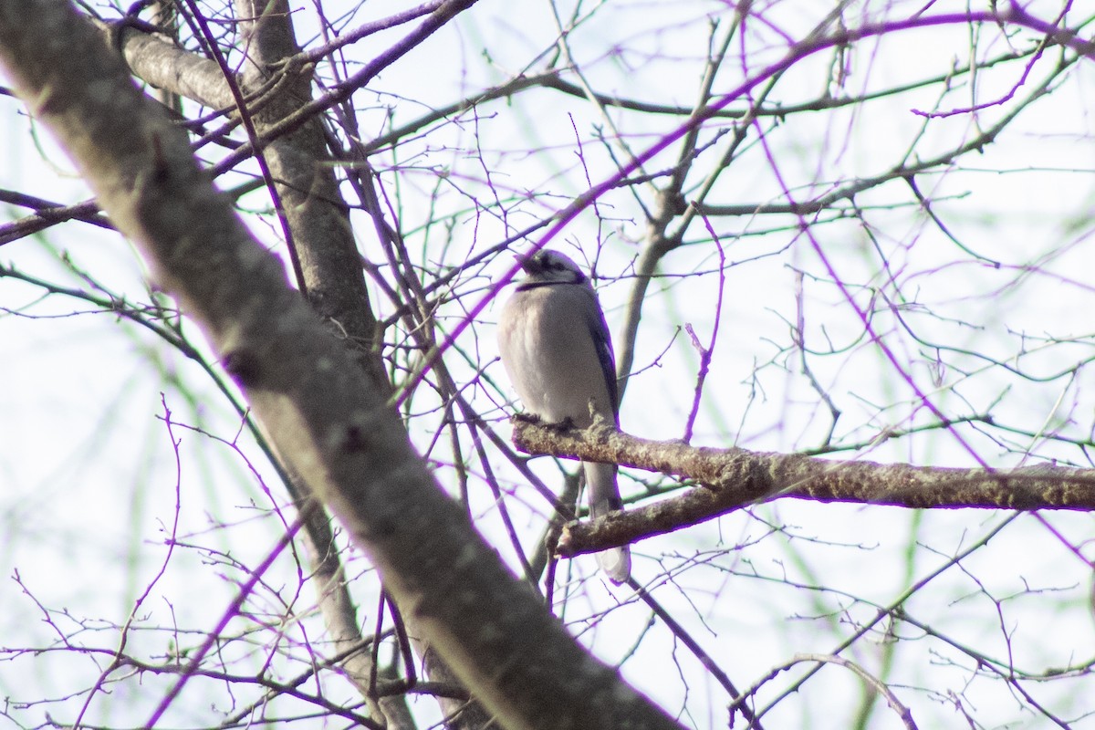 sojka chocholatá - ML646773840