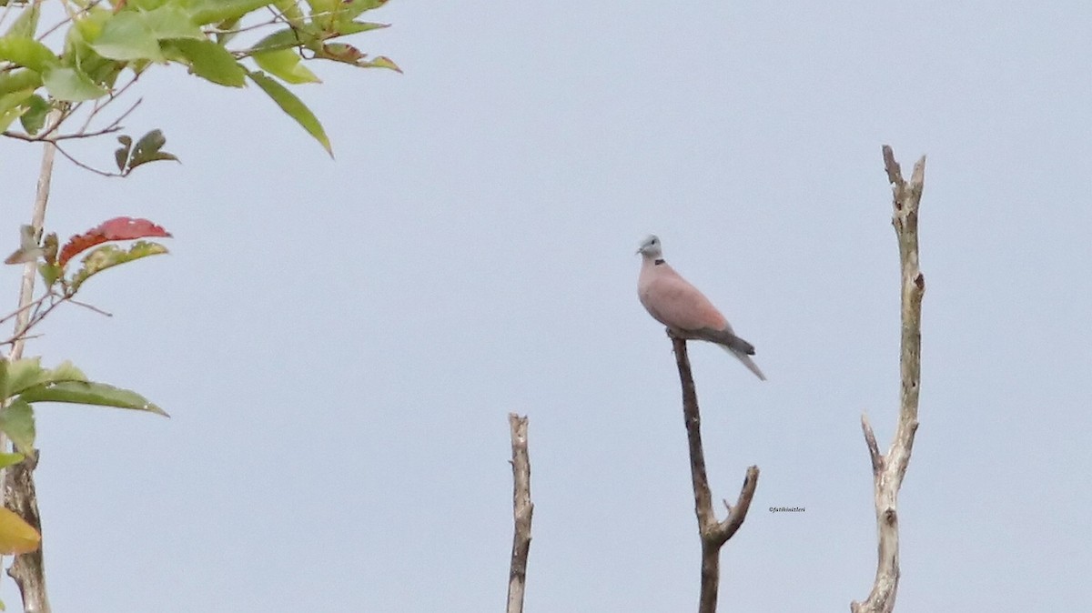 תור צווארון אדום - ML646773843