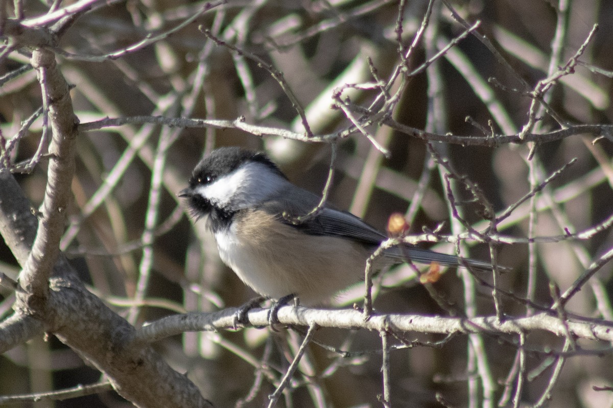 Black-capped Chickadee - ML646773844