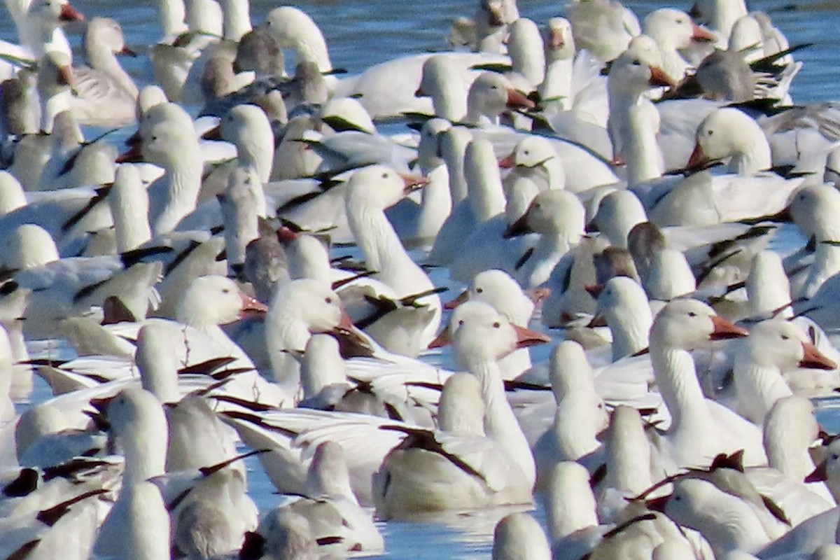 Snow Goose - ML646773850