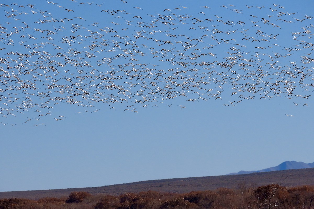 Snow Goose - ML646773851