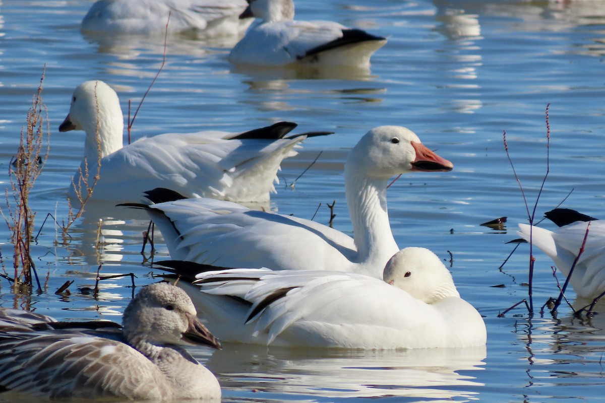 Snow Goose - ML646773852