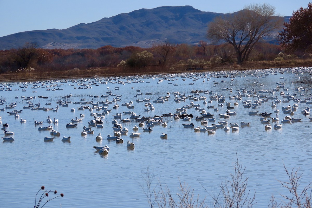 Snow Goose - ML646773853