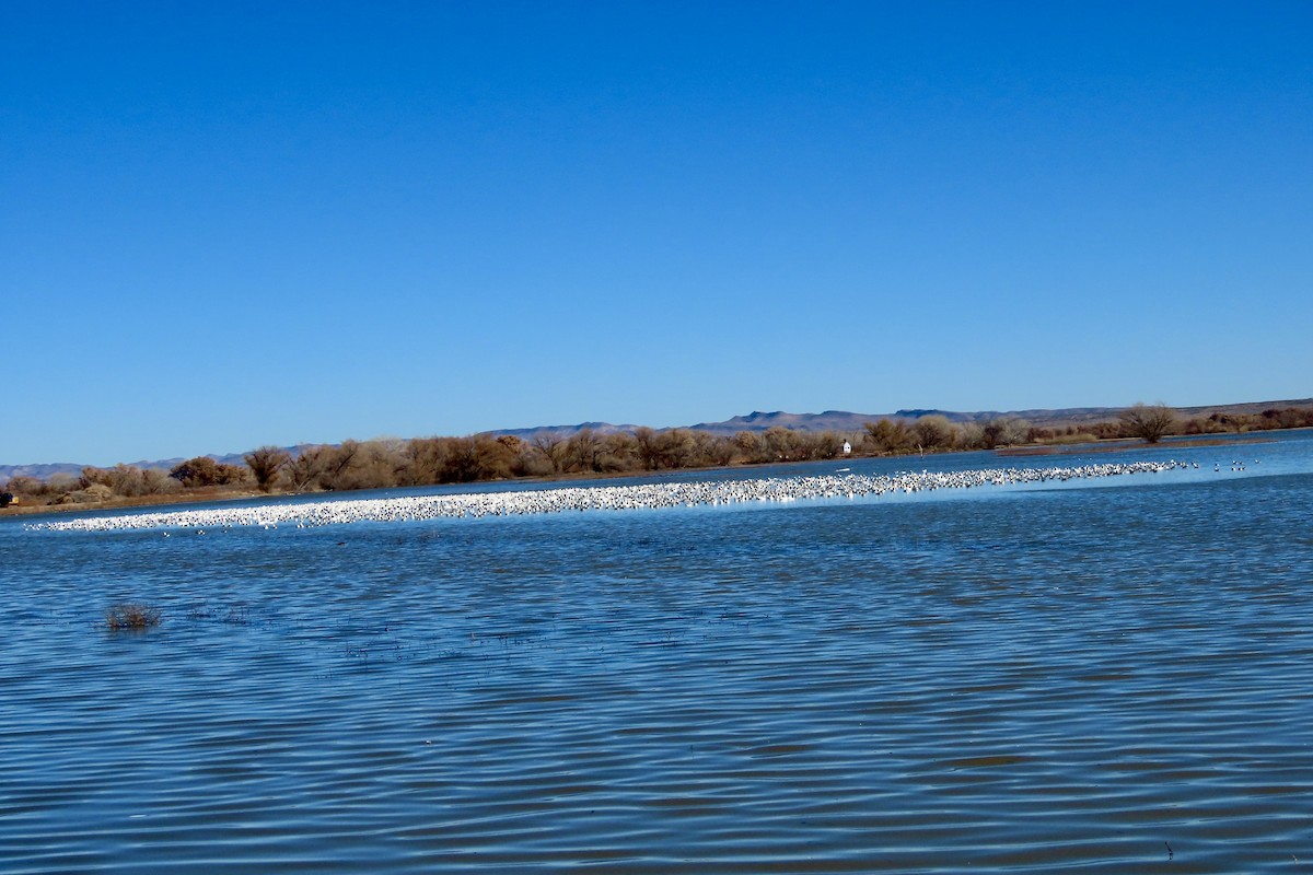 Snow Goose - ML646773854