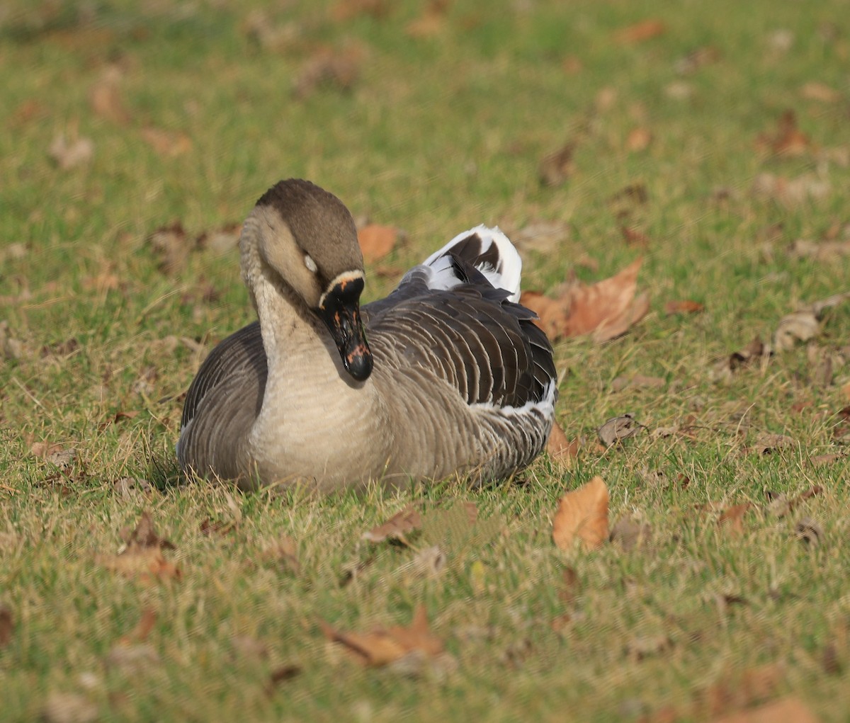 雑種 ハイイロガン x サカツラガン - ML646773855