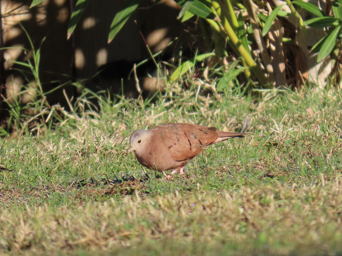 Талпакоті коричневий - ML646773856