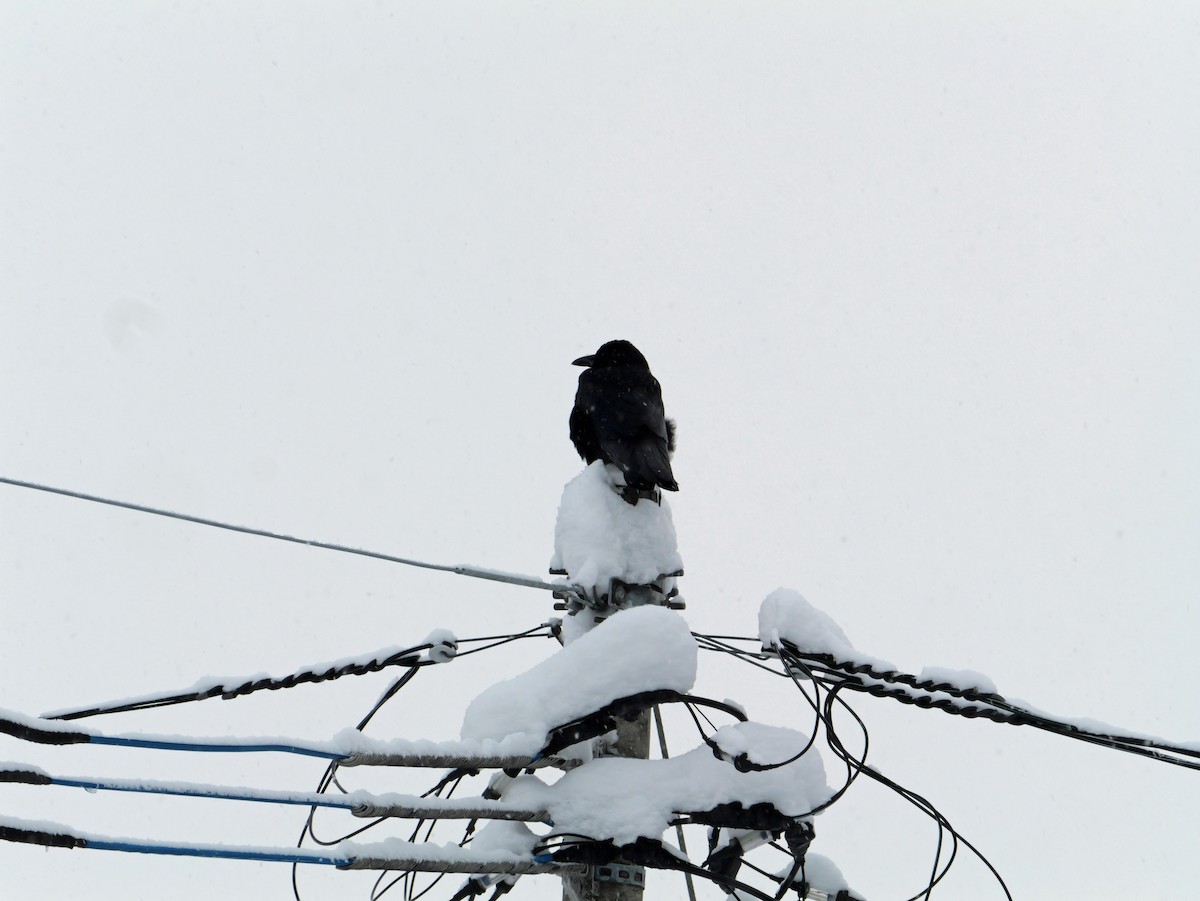 Carrion Crow - ML646773858