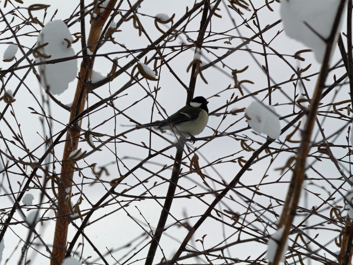Asian Tit - ML646773862