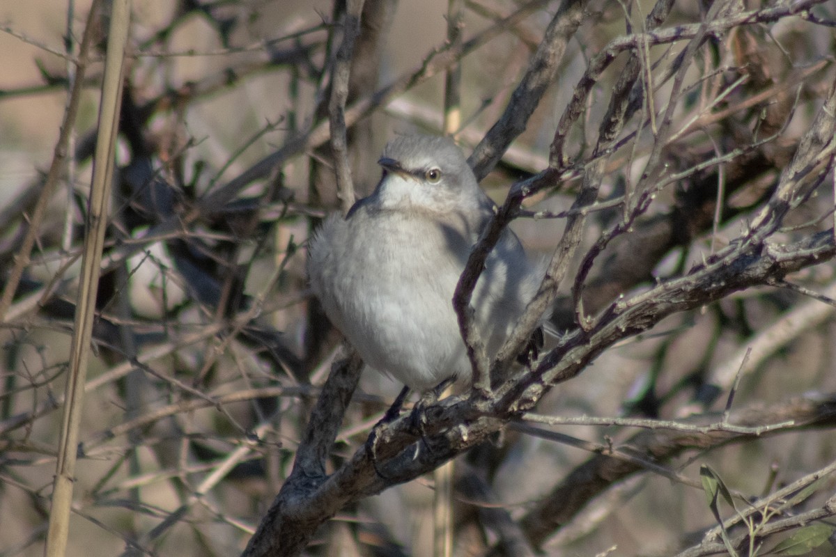Northern Mockingbird - ML646773863