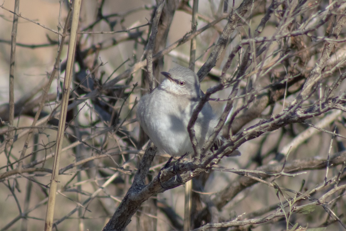 Northern Mockingbird - ML646773864