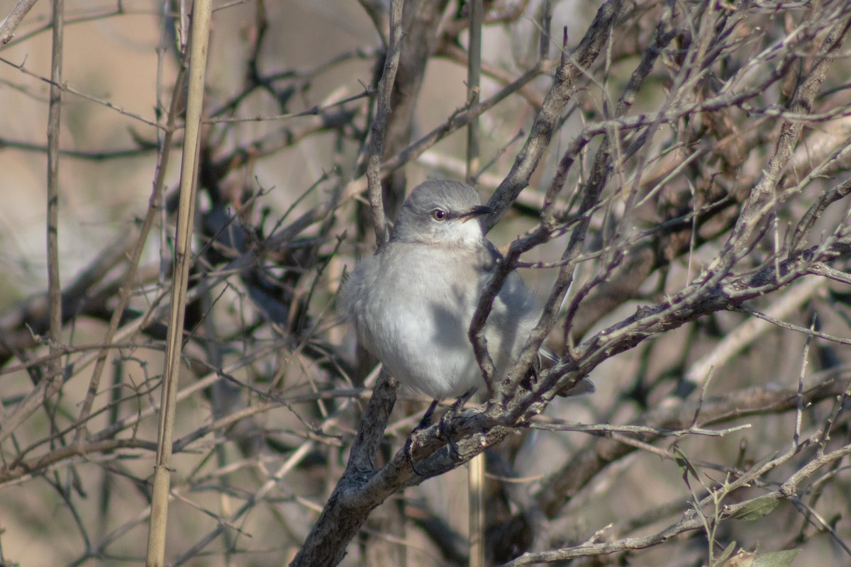 Northern Mockingbird - ML646773865